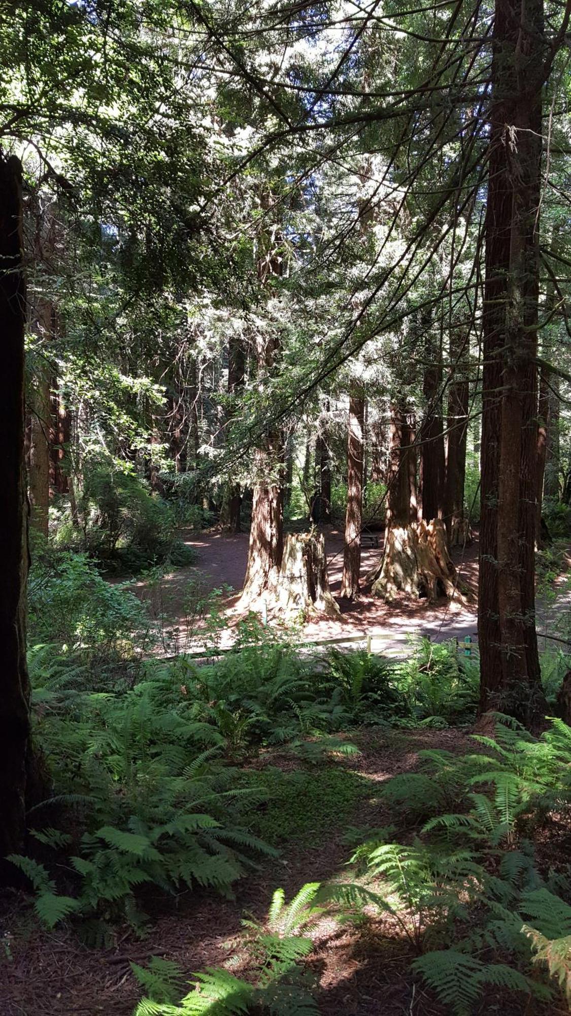 Emerald Forest Cabins Trinidad Rum bild