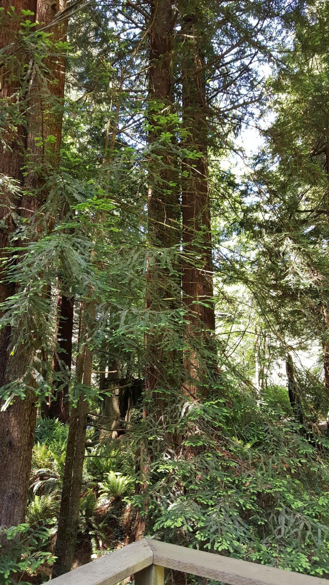 Emerald Forest Cabins Trinidad Rum bild