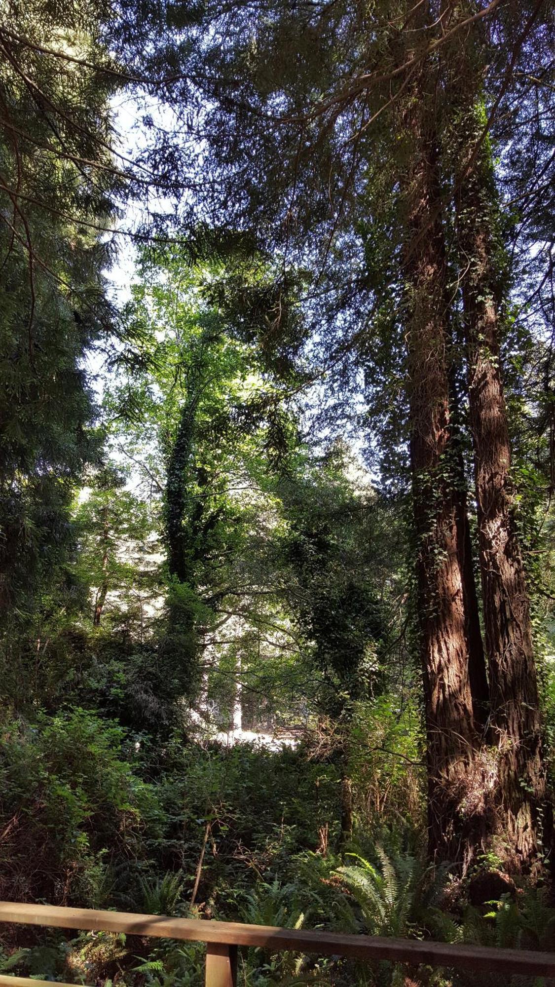 Emerald Forest Cabins Trinidad Rum bild