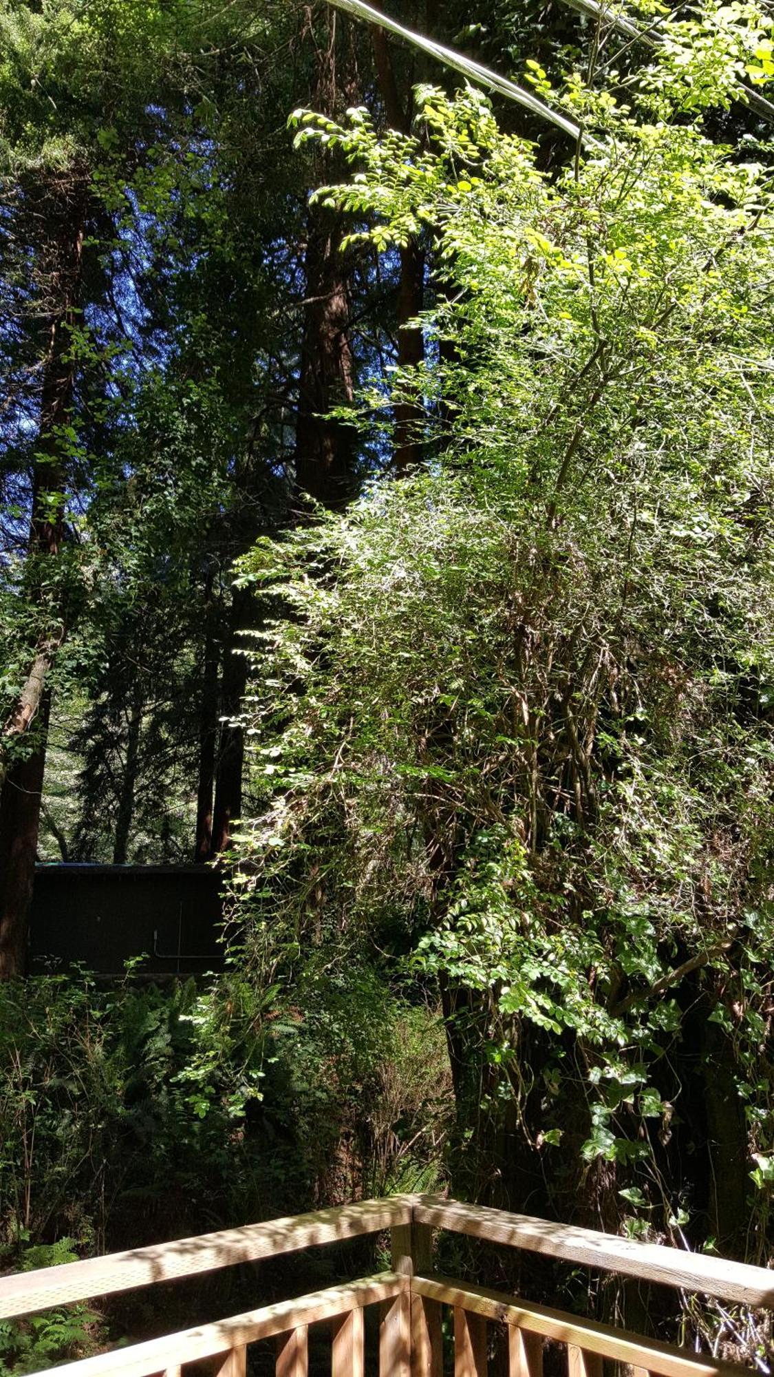 Emerald Forest Cabins Trinidad Rum bild