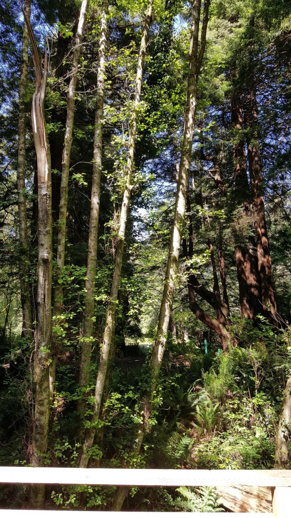 Emerald Forest Cabins Trinidad Rum bild